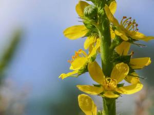 Élixir Agrimony (Aigremoine) - Fleur Classique selon Dct Bach