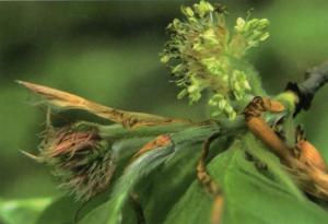 Élixir Beech (Hêtre) - elixir korte Fleur Classique selon Bach