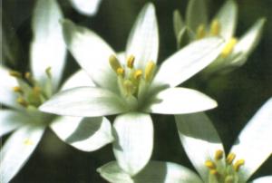Élixir Star of Bethléem (Ornithogale) - Fleur Classique selon Dct Bach