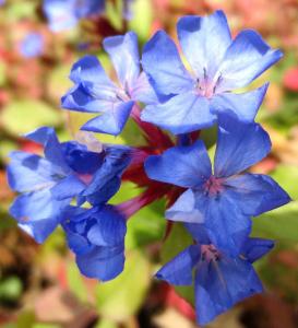 Élixir CERATO ou Plumbago - elixir Korte Fleur Classique selon Bach 15ml