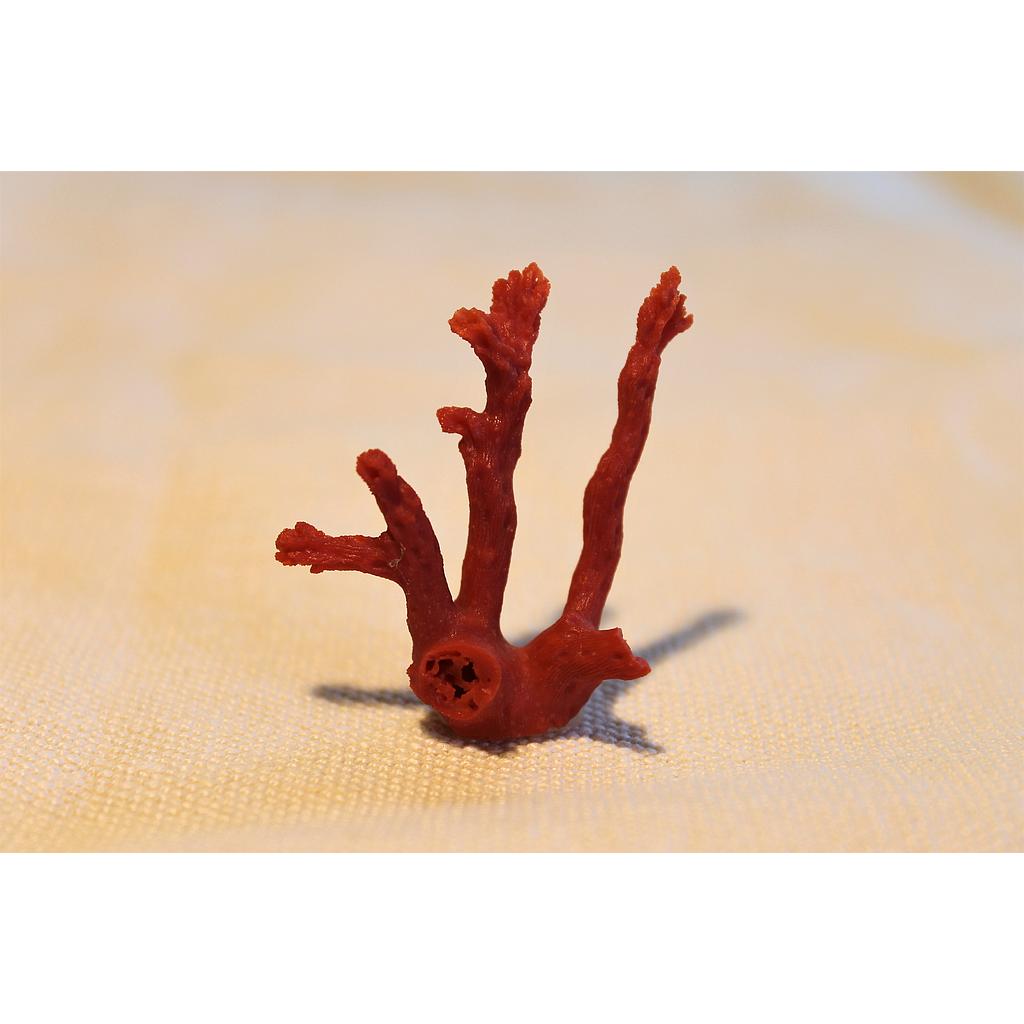 CORAIL 
