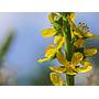 Élixir Agrimony (Aigremoine) - Fleur Classique selon Dct Bach